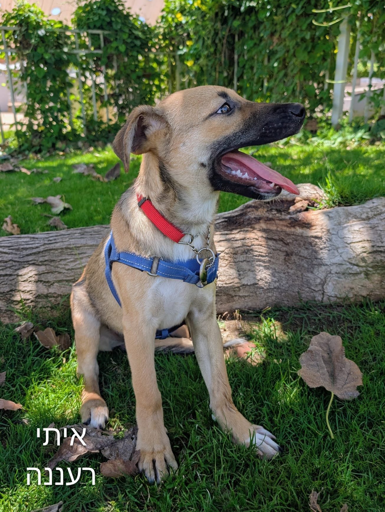 איתי