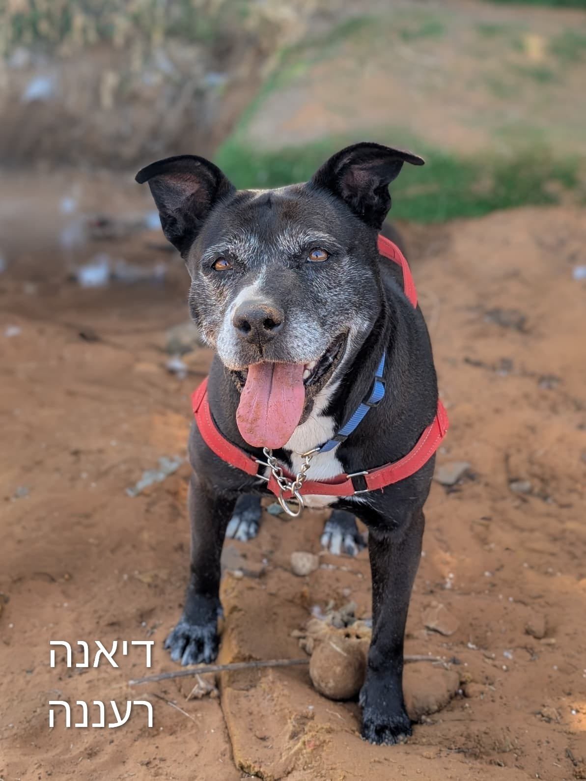 דיאנה