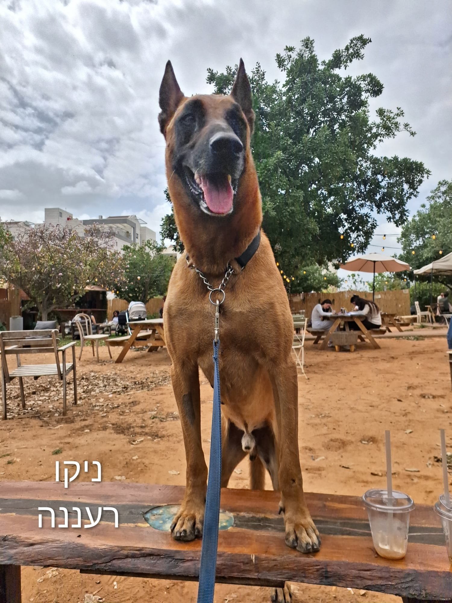 ניקו