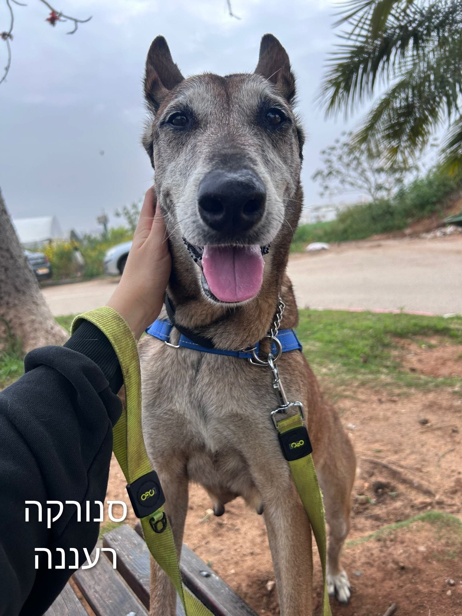 סנורקה